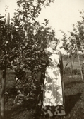 Husfrun bland fruktträden på Pettersbergs gård. 1919