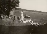 Anna matar hönsen på Pettersbergs gård, 1919