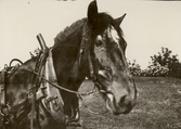 Häst redo för arbete på Pettersbergs gård, 1919