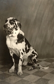 Hunden Max på Pettersbergs gård, 1916