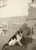 Katten Madame Cahier på trappan till Pettersbergs gård, 1919