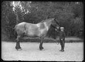 En pojke med häst. Arvid Eriksson, Munktorp
Ur Gustaf Åhmans samling.