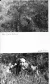 Johns album 1948-1949
