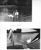 Johns album 1949-1952