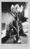 Johns album 1949
