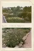 Johns album 1952-1962