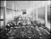 Stockholmsutställningen 1930
Blommor i utställningshall.