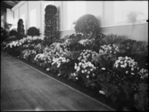 Stockholmsutställningen 1930
Blommor.
