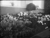 Stockholmsutställningen 1930
Blommor.