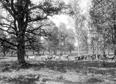 Från Lagerlunda 1902