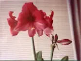 Johns album 1952-1962