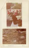 Johns album 1952-1962