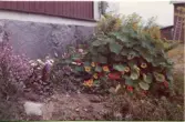 Johns album 1952-1962