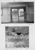 Johns album 1958-1962