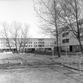 Gård mellan husen i Markbacken, 1960-tal