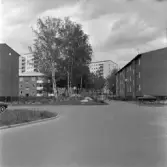 Träddunge i bostadsområdet Norrby, 1960-tal