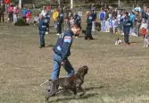 Lydnadsuppvisning av jakthund på Vildmarksmässan  i Ånnaboda, maj 1991