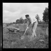 Svedvi sn Rallsta RAÄ 16 Arkeologisk undersökning utförd av Vlm / Henry Simonsson 1960-61.

Arbetsbild från utgrävningen.