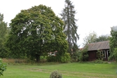 Gården Smass i Säljan. Trädgården sedd mot Smassens väg, tre äldre fruktträd.
