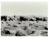 Skördearbete. Fyra stycken självbindare dragna av hästar på rad vid veteskörden på Lindhofs kungsgård. I förgrunden ligger de bundna vetenekarna. Fotografi från slutet av 1920-talet.