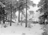 Vallaskogen 1903