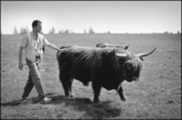 Man klappar Highland cattle i Suttarboda, 1999