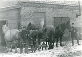 Kolbäck sn, Gränby.
Hästarna skos, 1910-1915.
