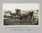 Jersey-kor på Universitetet i La Fayette, Indiana, 1913-06-12