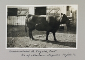 En ko av rasen Aberdeen Angus på Universitetet i La Fayette, Indiana, 1913-06-12