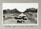 Boskap i flod i Iowa, 1913-05-25
