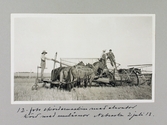 Skördemaskin med elevator körd med mulåsnor i Nebraska, 1913-07-02