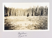 Stor björn i centrum av bilden, i utkanten av Yellowstone nationalpark,1913-07-17