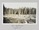 Två björnar som lufsar runt i närheten av Yellowstone nationalpark, 1913-07-17