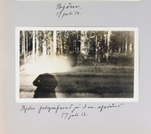 Björn fotograferad på ca: 3 meters avstånd, den 17:e juli 1913