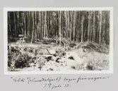 En Elk eller Canadahjort fotad från vagnen i Yellowstone nationalpark, 1913-07-19
