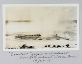 Gejser med konstant utbrott var 30:e sekund. Norris Bassin, Yellowstone, 1913-07-19