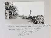Kaktus och palmer utmed Stillahavskusten vid badorten Venice i Los Angeles, 1913-07-24