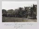 Erik Fernström poserar framför palmer i Los Angeles, 1913-07-24