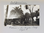 Rikligt med palmer längs med gatan i Los Angeles, 1913-07-24