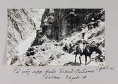 Delar av resesällskapet på väg upp ur Grand Canyons botten med packåsnor, 1913-07-26