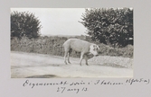 Spendragen sugga på väg mot Viterbo i Italien, 1913-08-27