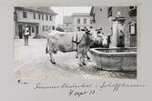 Simmenthalerkor dricker vatten ur brunnskaret i Schaffhausen i Schweiz, 1913-09-04