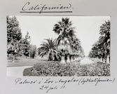 Allé av palmer i Los Angeles i Kalifornien, 1913-07-24