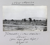 Jättekaktusar i New Mexikos öken (bild tagen från tåget), 1913-07-28