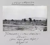 Jättekaktusar i New Mexikos öken (bild tagen från tåget), 1913-07-28