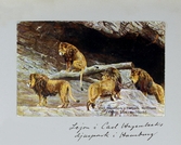 Vykort på fyra lejonhannar i Carl Hagenbecks djurpark i Hamburg, 1913