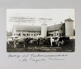 Vykort på mjölkkor på en farm i La Fayette i Indiana, 1913
