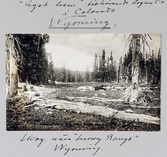 Skogsmiljö nära Snowy Range i Wyoming, 1913