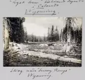 Skogsmiljö nära Snowy Range i Wyoming, 1913