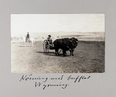 Buffeldragen kärra i Wyoming, 1913